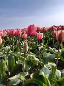 Groot familiehuis voor 6 personen in landelijke, rustige omgeving