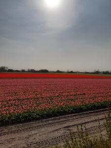 Groot familiehuis voor 6 personen in landelijke, rustige omgeving