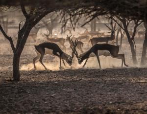 Sir Bani Yas Island, 12452 Dasah, United Arab Emirates.