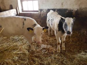 Ferienwohnung mit Bauernhofflair