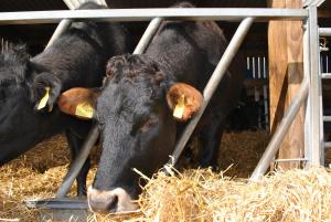 Dawn Chorus Holidays