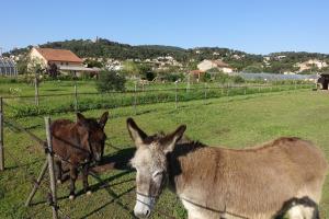 B&B / Chambres d'hotes Gite du Pagoulin - Chambres d'hotes : photos des chambres