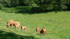 B&B / Chambres d'hotes Bout de Cote : photos des chambres