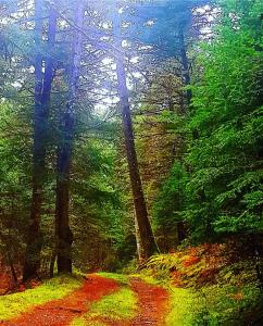 Elati Hills Arkadia Greece