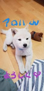 Yakushima Pension Luana House