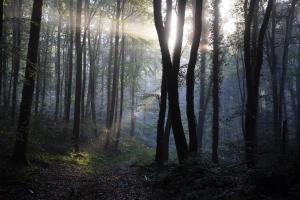 Appartements La Colline des Renards : photos des chambres