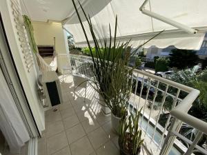 Shiraz Jurere Florianópolis