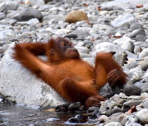 The Hangout@ EcoTravel