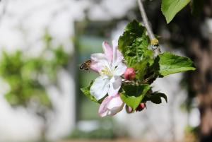 Appartements Les gites du Clos Saint-Martin : photos des chambres