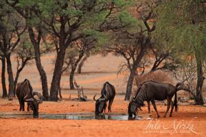 Zebra Kalahari Lodge