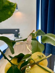 Le Marinelle Aff Trani