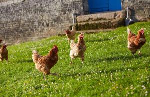 Appartements Holiday home on farm (La Ferme du Tao) : photos des chambres