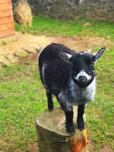 Self Catering - The Garden House