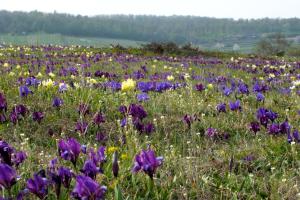 Turmhof Breitenbrunn