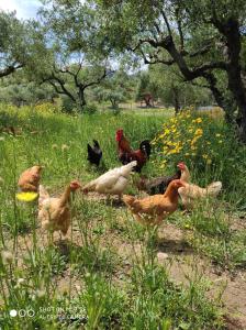 Lithies Farm Houses Zakynthos Greece