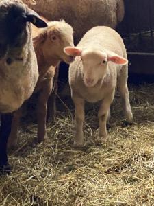 Auberges de jeunesse Gite les 3 cols : photos des chambres