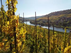 Weingut Matthias Dauns