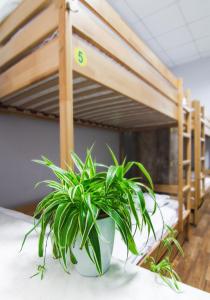 Hostel51