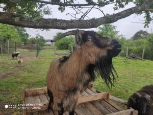 Chalets domaine des chevrettes : photos des chambres