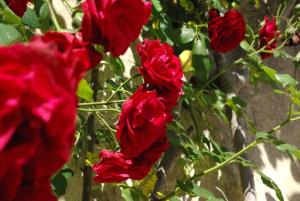 B&B / Chambres d'hotes MAS DE LA FADETO : photos des chambres