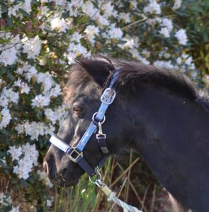 Ferienwohnung Süderfeld