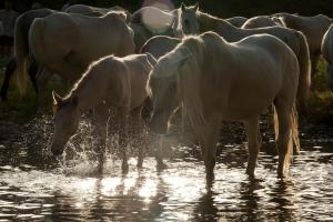 Maisons de vacances La Villa ioanes : photos des chambres