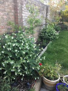 The Cottages by the Sea