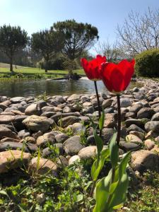 Maisons de vacances Le Hameau des Coquelicots : photos des chambres