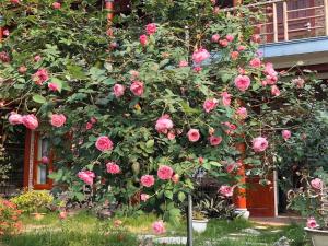 Tam Coc Lavender Homestay -Authentic Ninh Binh Experiences