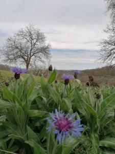 B&B / Chambres d'hotes Le Noyer : photos des chambres