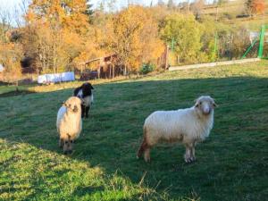 Chatka pod Giewontem