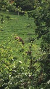 Loughanmore Court Beach house