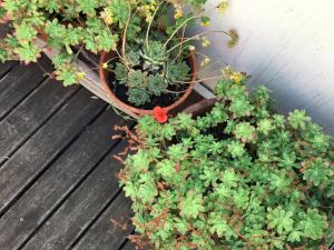 Maisons de vacances Maison avec terrasse a Arles, Provence : photos des chambres