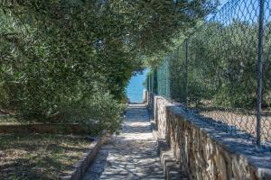 House Olive Tree