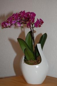 Apartment Swiss Chalet