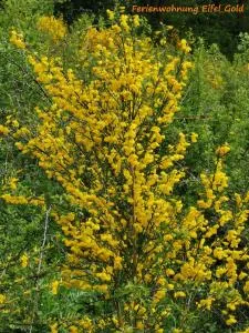 Ferienwohnung Eifelgold Esch - Esch