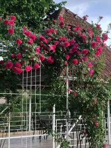 Villa Elita - Bela Crkva - Ram