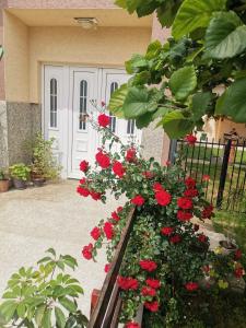 Apartman Aleksic