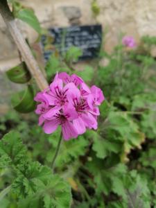 Appartements Villa Sainte Marie : photos des chambres