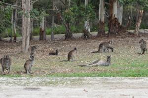 Karri Valley Chalets