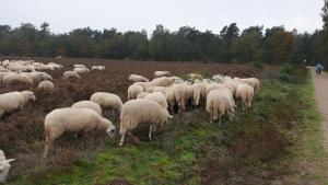 De Kleine Kriemelkuil {Het Herdertje}