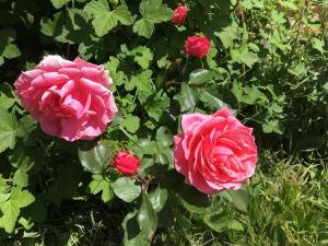 ChambresAPart photo 15