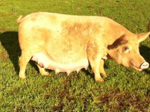 Agriturismo Cuile de Molino img63