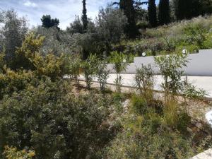 Stone House in olive grove