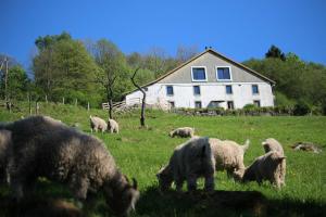 Maisons d'hotes La Ferme sous les Hiez : photos des chambres