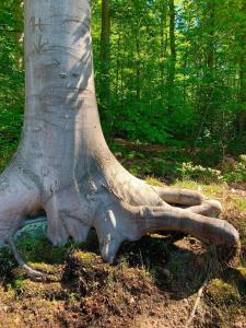 Haus Oberkirchen Nähe Winterberg bis 20 P