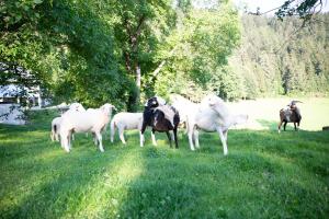 Turistična Kmetija Zgornji Zavratnik