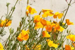Baden - Maison 4 personnes avec jardin et vue sur mer