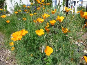 chambres dhôtes les Muscaris