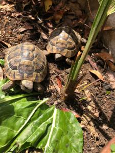 Tortoise 